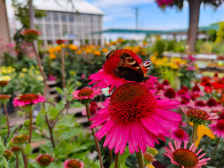 A butterfly sitting on a pink flower in a garden