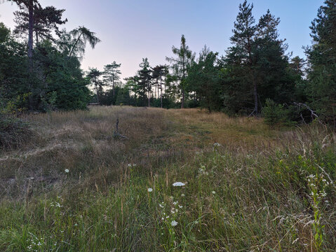 A grassy field with tall grass and trees in the background - Powered by Adobe