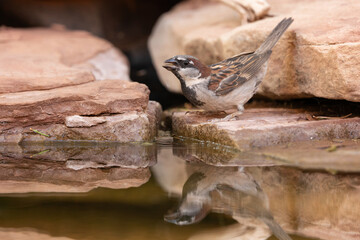 A House Sparrow tips it's head up as it gets a drink from a pool of water that reflects the bird...