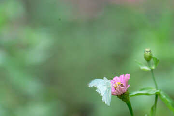 butterfly (cabbage white) on pink zinnia flower on bokeh effect back ground