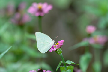 butterfly (cabbage white) on pink zinnia flower on bokeh effect back ground