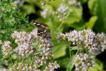 Map butterfly (Araschnia levana) with partially open wings sitting on a light pink flower in Zurich, Switzerland
