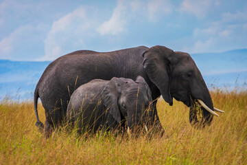 An elephant at Masai Mara National Reserve photographing during the day