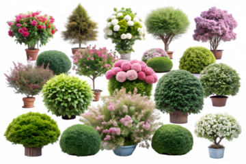 Collection of various ornamental trees and bushes in different shapes and colors, isolated on a transparent background
