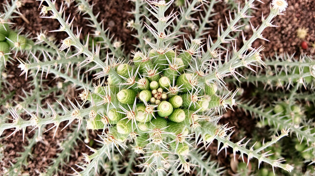 Closely grouped branches of Euphorbia Echinus, a cactus-like shrub native to Morocco, seen from the top.
