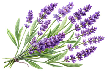 Fototapeta premium A beautiful bunch of purple lavender flowers with green leaves, isolated on transparent background, tied with a ribbon, evoking a sense of calm and natural fragrance