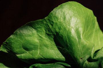 green butter lettuce leaf close up