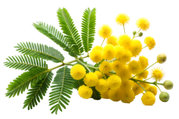 A branch of mimosa flowers with yellow fluffy blooms and green fernlike leaves, isolated on transparent background