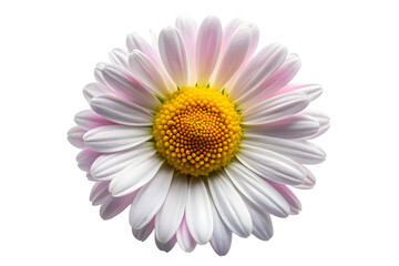 A single daisy flower with white and pink petals and a yellow center, isolated on a transparent background, showcasing natural beauty