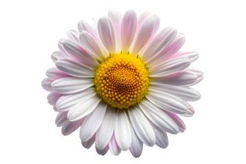 A single daisy flower with white and pink petals and a yellow center, isolated on a transparent background, showcasing natural beauty