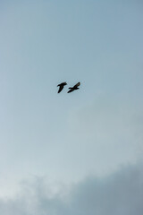 A pair of pigeon flying in the sky