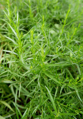 Obraz premium Fresh green tarragon leaves