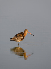 Black-tailed godwit, Limosa limosa