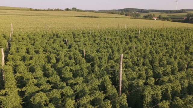 Fly with me along the Bavarian hops fields close to Pfaffenhofen region which is called the Holledau region and which is one of the biggest hops agriculture areas worldwide