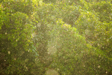 Rainfall in the summer afternoon