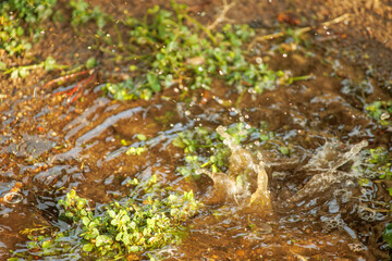 Rain falling into a puddle creates splashes