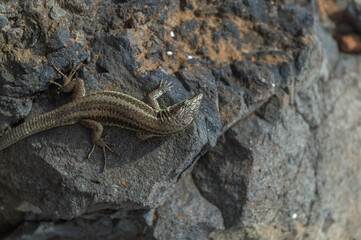 Lizard on a stone in Madeira island (Portugal)