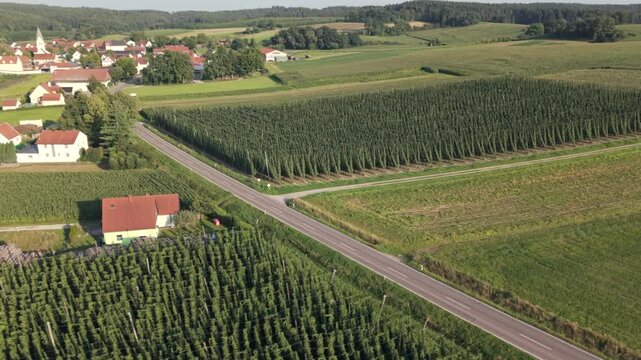 Fly with me along the Bavarian hops fields close to Pfaffenhofen region which is called the Holledau region and which is one of the biggest hops agriculture areas worldwide