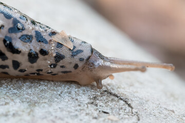 Macro Shot of a Black Leopard Slug Crawling on Stone. Detailed Close-Up of Limax Maximus, Dark...