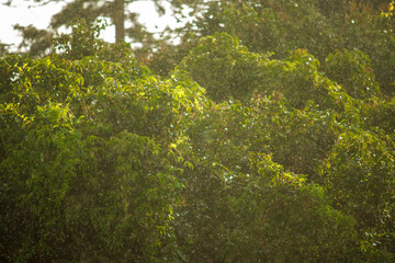 trees and raindrops illuminated by the afternoon sun during a summer shower
