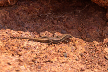 Lizard on a desert stone in Madeira island (Portugal)