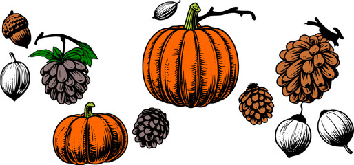 Autumn pumpkin and foliage vector collection featuring vibrant orange pumpkins, green leaves, acorns, pine cones, and seasonal berries in a hand-drawn style