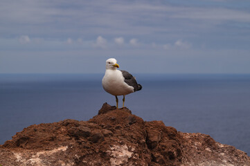 A seagull in Madeira, Protugal, Ponta São Lourenço