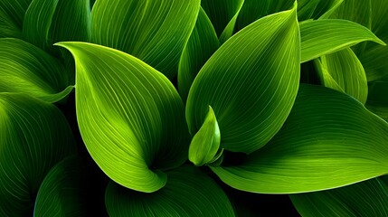Close-up view of vibrant green leaves.
