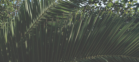 Green vegetation in the background, palm leaves.