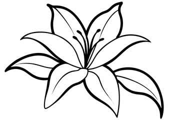 Lily line art vector flowers illustration