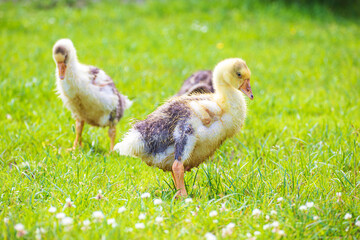 Funny  little goslings in green grass outdoors.