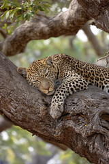 A leopard lounging lazily on a thick branch of a baobab tree in the dense African wilderness.