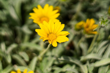 Colorful flower Gazania rigens. Close-up of a yellow gazania flower in bloom. Gazania rigens (syn. G. splendens), called treasure flower