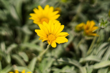 Close-up of a yellow gazania flower in bloom in Madeira