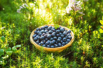 Fresh blueberries in a wicker basket in the morning forest.  Still life with berries.