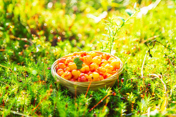 Fresh cloudberries in a wicker basket in the morning forest.  Still life with berries.