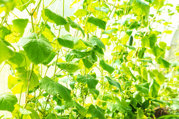 Green cucumbers growing in a greenhouse, close-up. Organic farming concept.