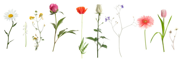 Variety of beautiful flowers isolated on white, set