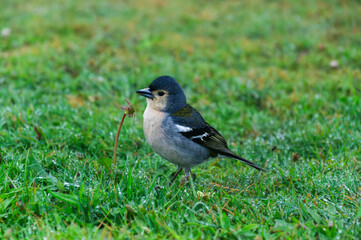 Fringilla coelebs madeirensis searching for food on wet grass, Buchfink von der Seite