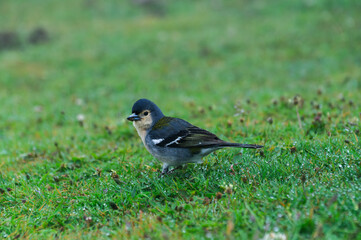 Small songbird foraging on dew-covered field, Madeira Island, Buchfink von der Seite