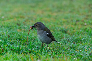 Madeiran chaffinch with seed in beak, early morning scene, Buchfink von der Seite