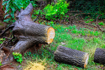 Large stump, fresh logs sit on green grass, showing recent logging in woodland area.