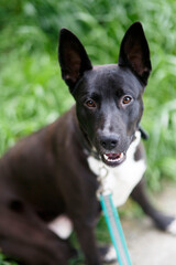 portrait of a black white dog