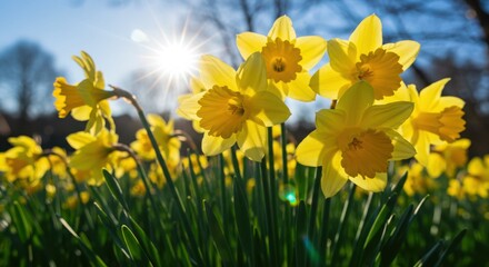Closeup of bright yellow daffodils in full bloom with sunlight shining through