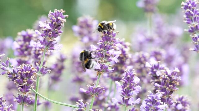 Fuzzy bumblebees pollinators on purple blossom on flowering lavender plant in rural grassland. Insect on flowering crops, bees gather nectar pollen, wild bee species on fragrant blooms selective focus