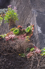 Hardy succulent plants Aeonium growing on rock, Madeira, Dudleya