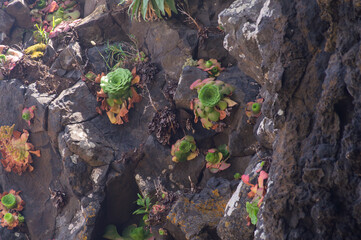 Wild succulent plants Aeonium on rock, Madeira, Dudleya, Aeonium