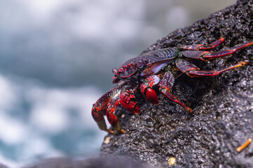 Sally Lightfoot crab on volcanic rock by the Atlantic