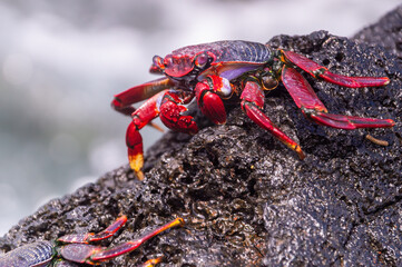Vibrant red crab resting on lava rock, Madeira coast, Sally Lightfoot crab, Grapsus grapsus