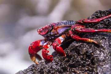 Macro of colorful crab on black volcanic stone, Sally Lightfoot crab, Grapsus grapsus